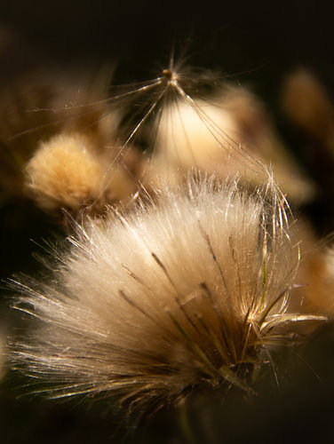 Na de bloei, Distel van Ankie Kooi