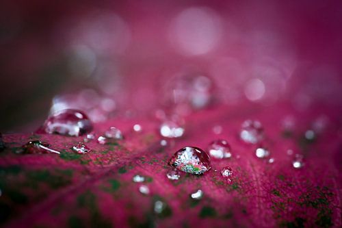 Regenparels in de Cambodjaanse jungle