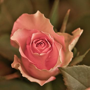 Vintage geel met roze roos van Jolanda de Jong-Jansen