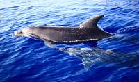 dolphins / dolphins