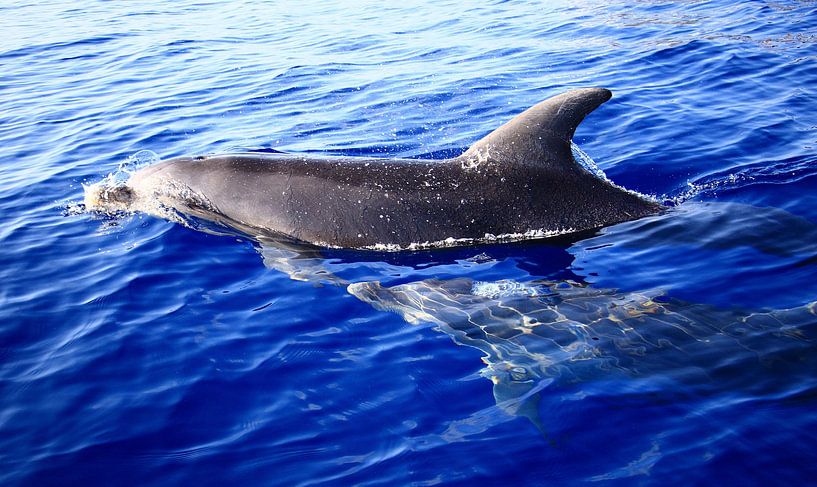 dolphins / dolphins by Olaf Franke