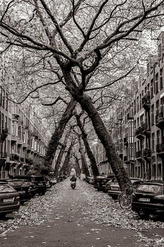 Amsterdam | Dancing Trees on Lomanstraat