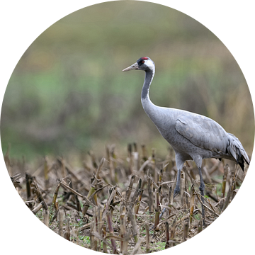 Kraanvogel ( Grus grus ) op zoek naar voedsel op een geoogst veld, wilde dieren, Europa. van wunderbare Erde