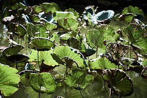 feuille de lotus sur Karel Ham