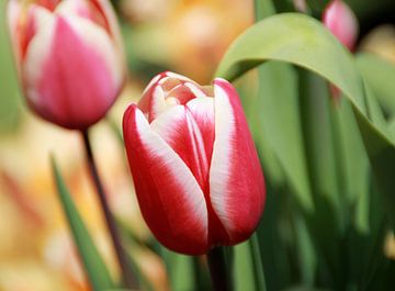 Tulp van Rick van Zelst