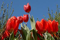 red tulips close up with blue sky