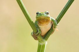Tree frog on whistwort in green by Jeroen Stel