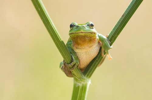 Boomkikker op fluitekruid in het groen