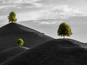 Paysage de collines avec trois arbres