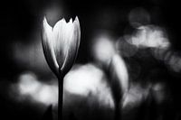 Sturdy tulip