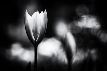 Sturdy tulip