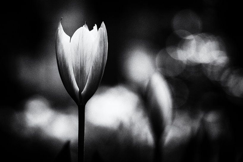 Stoere tulp van Henry Oude Egberink