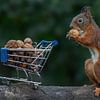 Eichhörnchen mit Einkaufswagen voller Nüsse. von Albert Beukhof