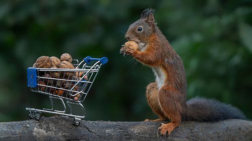 Eekhoorntje met winkelwagen / winkelwagentje vol met noten.