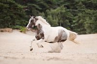 Horse at liberty