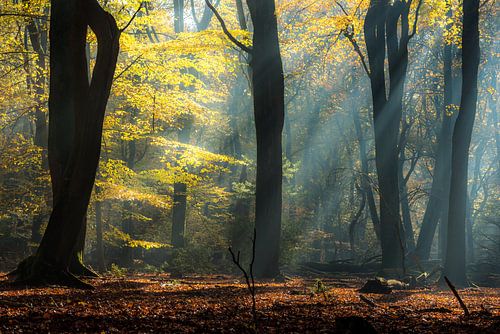 De magie van het Speulderbos