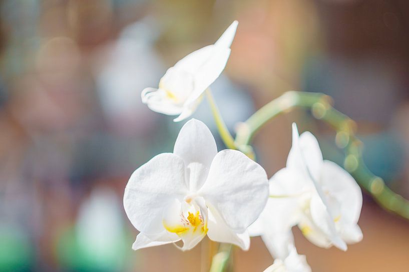 Orchidee wit van Johan Slagers