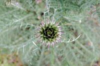 Cynara humilis L.