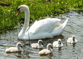 Swan with chicks by Martin Smit