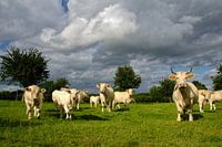 Runderen in Frankrijk