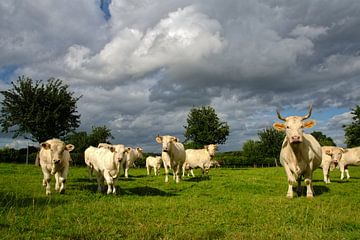 Cattle in France by Ron Poot