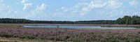 panorama van bloeiende heide met ven