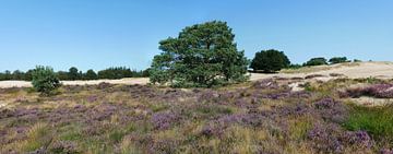 Bloeiende heide op het heideterrein Aekingerzand. van Wim vd Neut