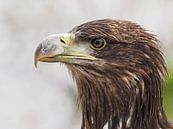 Europese Zeearend van Loek Lobel thumbnail