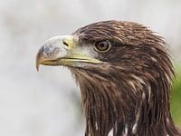 European white-tailed eagle