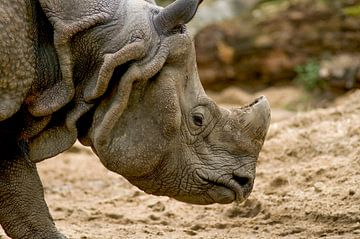 Rhinocéros indien : DierenPark Amersfoort sur Loek Lobel