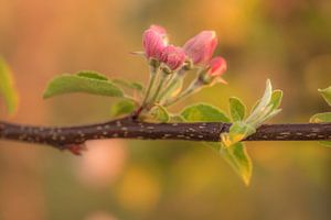 Blüte von Moetwil en van Dijk - Fotografie