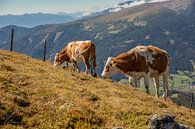 Koeien op de bergen in Katschberg (Karinthië, Oostenrijk) van Laura V thumbnail