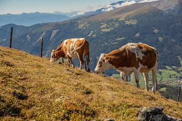 Koeien op de bergen in Katschberg (Karinthië, Oostenrijk) van Laura V