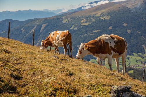 Koeien op de bergen in Katschberg (Karinthië, Oostenrijk)