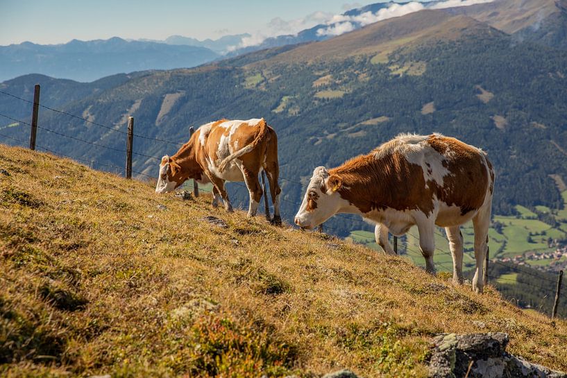 Vaches sur les montagnes à Katschberg (Carinthie, Autriche) par Laura V