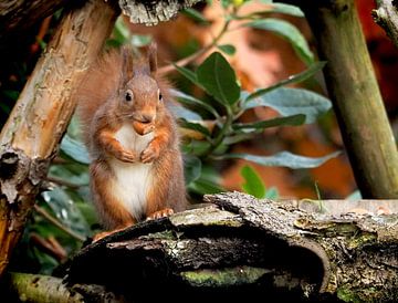 Eichhörnchen von Loek Lobel