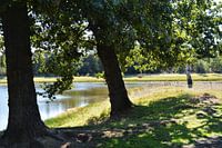Bomen aan de Waterkant