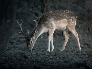 Damhert in avondlicht van Roy Kreeftenberg