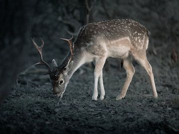 Fallow deer in evening light by Roy Kreeftenberg