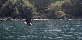 Pêche professionnelle