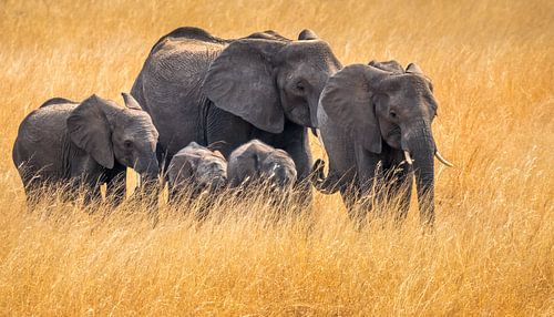 Elephants in the grass