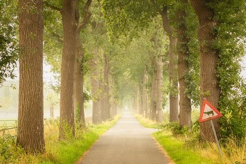 Smal landweggetje met bomen in Drenthe