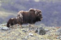 Muskusos in Dovrefjell nationaal park, in de natuurlijke habitat, Noorwegen van Frank Fichtmüller thumbnail