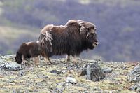 Muskusos in Dovrefjell nationaal park, in de natuurlijke habitat, Noorwegen