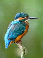 Porträt eines Eisvogels