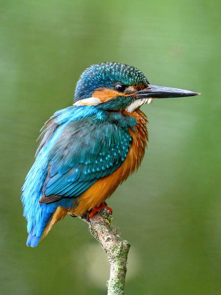 Porträt eines Eisvogels von Paula Ketz