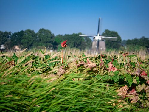 Uitzicht op de molen