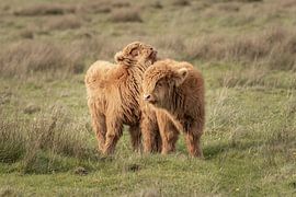 Câlins aux veaux des Highlands écossais sur KB Design & Photography (Karen Brouwer)