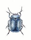 Illustration eines blauen Käfers von Ebelien Miniaturansicht