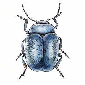 Illustration d'un scarabée bleu sur Ebelien